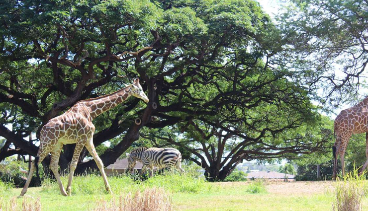 waikiki,hawaii,things to do in waikiki,places to visit in waikiki,tourist attraction in waikiki,surf on waikiki beach,honolulu zoo,royal hawaiian center,drink at the mai tai bar,free hula show at kuhio beach park,duke kahanamoku lagoon