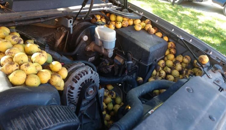 गिलहरी के नटखटपन ने बनाया उसे चोर, कार से बरामद हुए 5 बाल्टी अखरोट 
