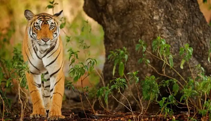 national parks in bhutan,wildlife sanctuaries in bhutan,bhutan natural wonders: national parks and wildlife sanctuaries,explore bhutan national parks and wildlife sanctuaries,nature retreat: national parks and wildlife sanctuaries in bhutan,bhutan biodiversity hotspots: national parks and wildlife sanctuaries,discovering wildlife in bhutan national parks,get close to nature in bhutan wildlife sanctuaries,bhutan travel: must-visit national parks and wildlife sanctuaries,conservation and adventure: bhutan national parks and wildlife sanctuaries