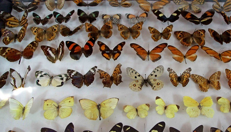 shillong attractions,places to visit in shillong,shillong tourism,top places shillong,shillong sightseeing,best shillong spots