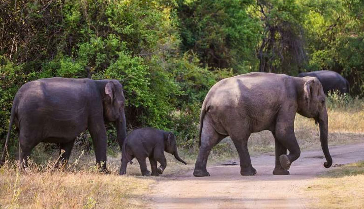 wildlife places in sri lanka,best wildlife parks sri lanka,sri lanka wildlife destinations,sri lanka national parks,safari in sri lanka,wildlife tours sri lanka,yala national park sri lanka,minneriya elephants,birdwatching in sri lanka,top wildlife parks sri lanka,leopard safari sri lanka,elephant watching sri lanka,nature reserves in sri lanka,wildlife adventures sri lanka