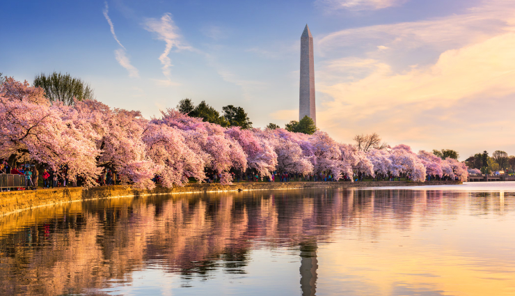 spring destinations around the world,international spring travel spots,japan cherry blossoms spring,netherlands tulip fields spring,washington d.c. cherry blossom festival,south korea spring blossom festival,switzerland springtime beauty,best places to visit in spring,spring travel experiences worldwide,top spring destinations for nature lovers