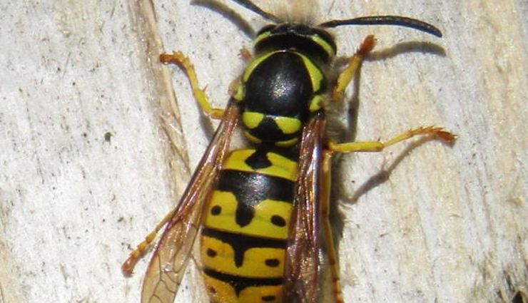 flying animals to watch out for in illinois,most hazardous birds and bats in illinois,dangerous aerial creatures in illinois,flying wildlife posing risks in illinois,threatening flying animals in illinois,beware of these dangerous fliers in illinois,illinois wildlife with potential danger in flight,risks from flying creatures in illinois,hazards from airborne animals in illinois,staying safe from dangerous flying wildlife in illinois