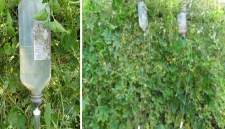 weird news,weird idea,weird technology,farming by waste glucose bottles,madhya pradesh