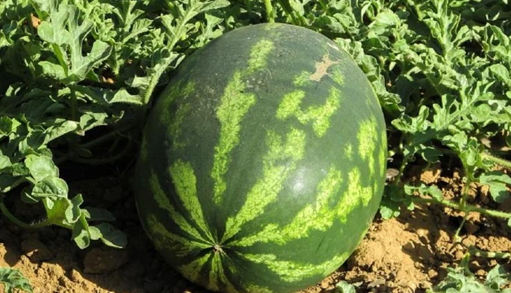 weird news,weird incident,strange war,war for a watermelon,war between bikaner and nagaur