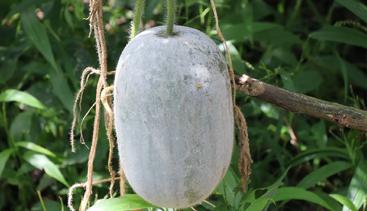 7 Health Benefits of Wax Gourd