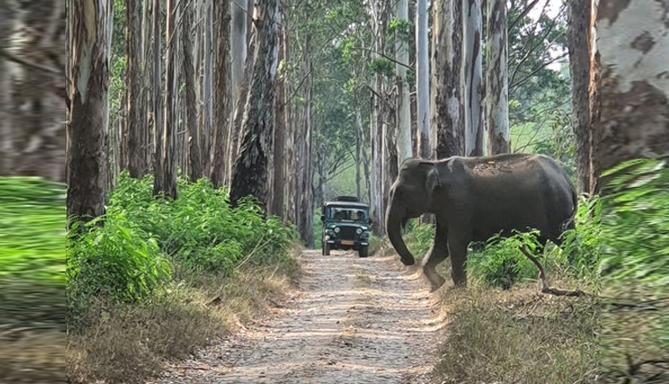 wildlife sanctuaries in kerala,best wildlife sanctuaries in kerala,top wildlife sanctuaries to visit in kerala,kerala wildlife tour,kerala wildlife sanctuaries list,best wildlife destinations in kerala,famous wildlife sanctuaries in kerala,kerala national parks and wildlife sanctuaries,visit kerala wildlife sanctuaries,wildlife sanctuaries for nature lovers in kerala,kerala wildlife photography spots,nature reserves in kerala,kerala wildlife sanctuary travel guide,elephant sanctuaries in kerala,bird sanctuaries in kerala
