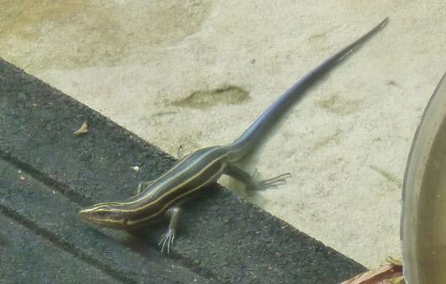 ways to get rid of lizards,lizards from home,household tips