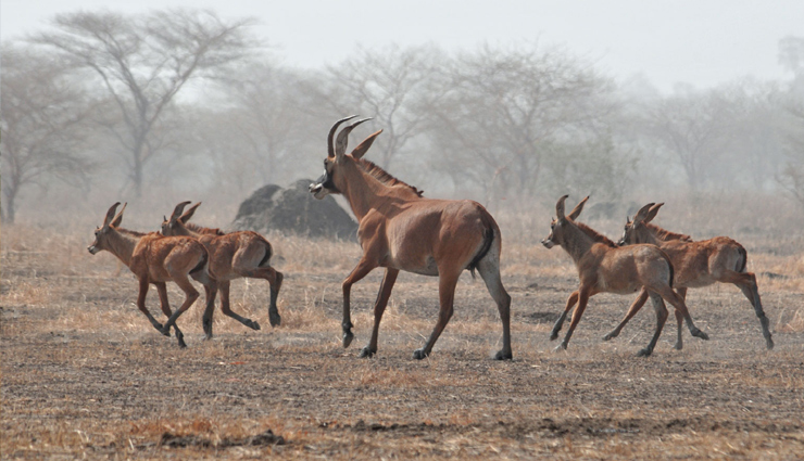 cameroon,national parks visit in cameroon,cameroon tourist places,waza national park,lobeke national park,korup national park,benoue national park,dja faunal reserve,nki national park,faro national park,bouba njida national park,campo maan national park,holidays,travel