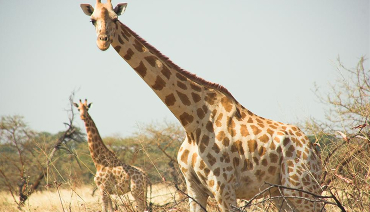 cameroon,must-see places,beauty,diversity,travel destinations,tourism,attractions,natural wonders,cultural sites,historical landmarks,wildlife,adventure,scenic beauty,top destinations,explore cameroon,african travel