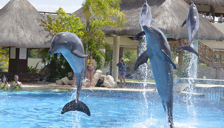 strange wedding destination,wedding destination around the world,under the sea,draculas castle,dolphin reef,mount everest,space