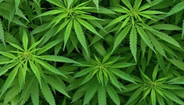 पूरे परिवार पर भारी पड़ी गांजे को मेथी समझने की गलती, सब्जी खाकर हुआ यह हादसा weird news,weird incident,uttar pradesh,kannauj,ate weed as a fenugreek