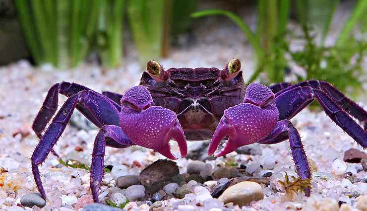 10 Weird Animals You Can Find Around The World