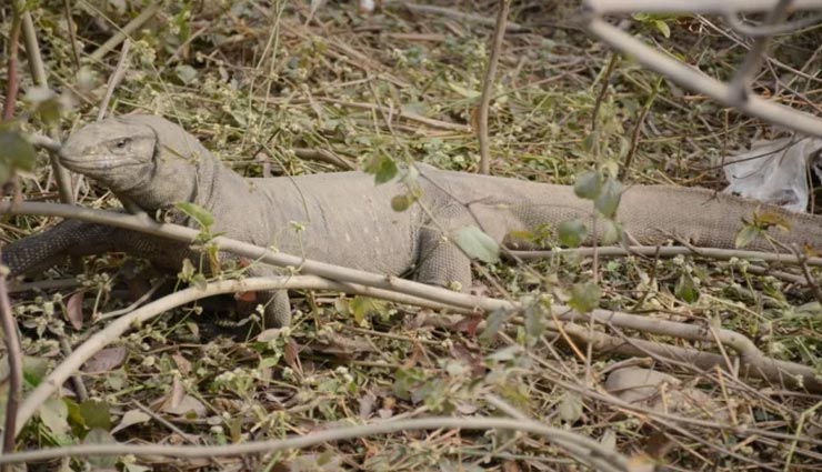 weird news,weird alligator,weird creature,iguana lizard,police in new jersey