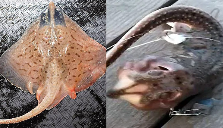 fisherman,caught,mystery,alien,animal,three legged,sea monster,weird monster,weird creature,weird news