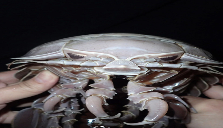 14 पैर वाले इस अजीबोगरीब कॉक्रोच को देख आप भी रह जाएंगे हैरान