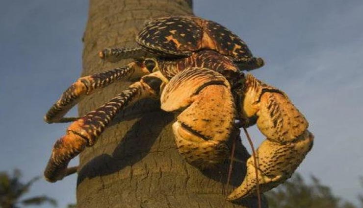 इंसान की हड्डियां तक तोड़ सकता हैं दुनिया का यह सबसे ताकतवर केकड़ा weird news,weird information,coconut crab,most powerful crab