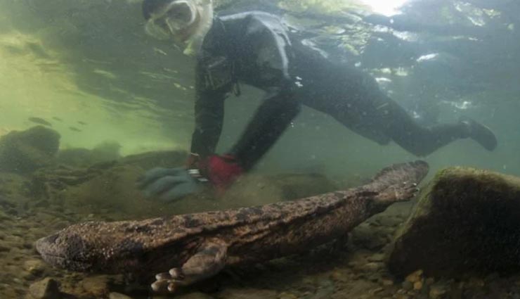 बिना कुछ खाए कई सालों तक जिंदा रह सकता हैं यह अजीबोगरीब जीव weird news,weird information,world most rare creature,salamander