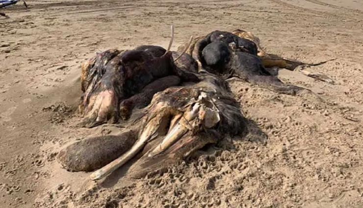 weird news,weird creature,mysterious creature,ainsdale beach,britain