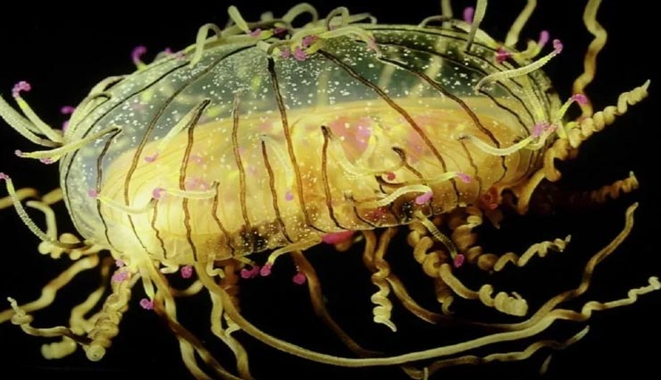 इस रहस्यमय जीव को मिला हैं 'अमरता का वरदान', कटने के बाद भी रहता है जिंदा weird news,weird creature,immortal jellyfish,jellyfish who never dies,mysterious creature