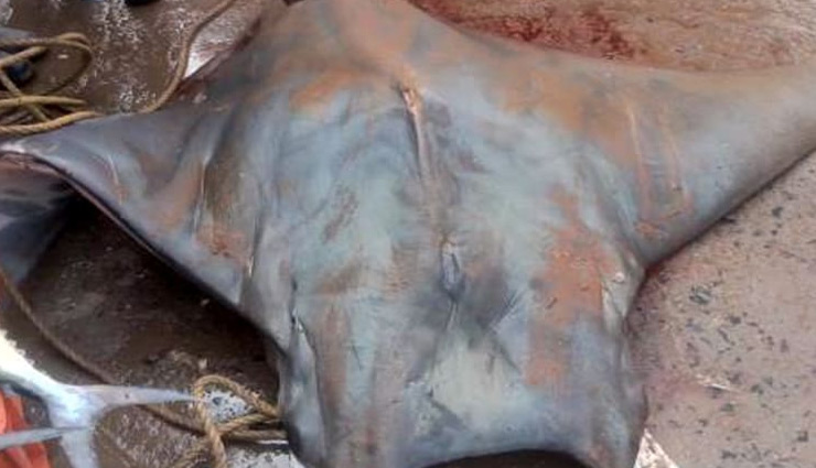 इस मछली की वजह से खुली मछुआरे की किस्मत, तस्वीरें