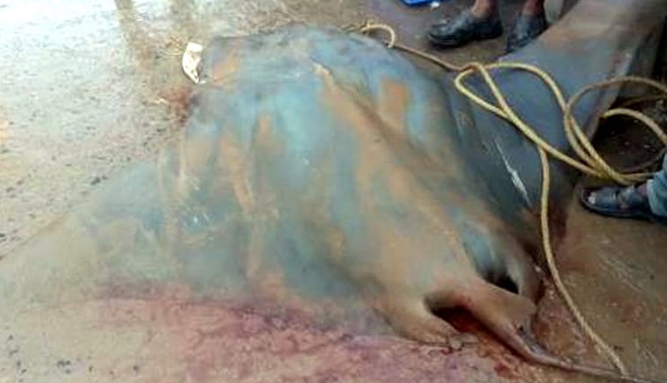 rare fish,800 kg fish,fish prize 20 lakh rs,digha,west bengal,werid news