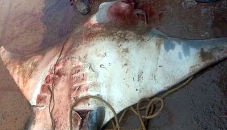 rare fish,800 kg fish,fish prize 20 lakh rs,digha,west bengal,werid news