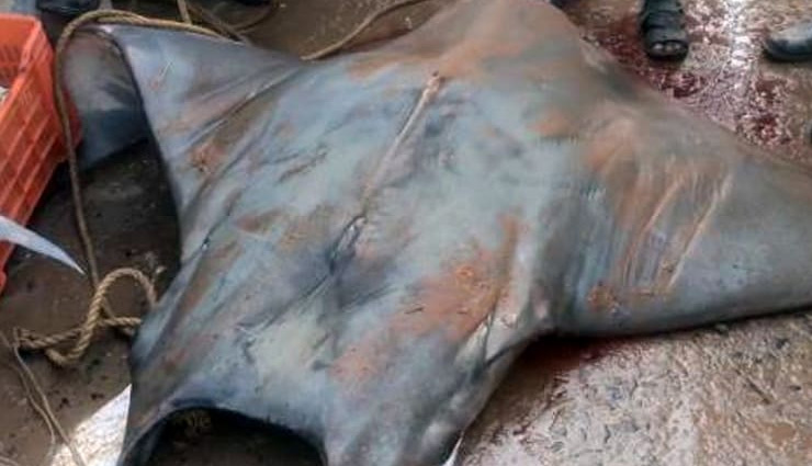 rare fish,800 kg fish,fish prize 20 lakh rs,digha,west bengal,werid news