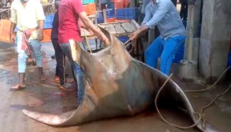 rare fish,800 kg fish,fish prize 20 lakh rs,digha,west bengal,werid news