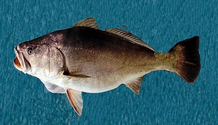 weird news,weird fish,fish living on land,blennies species fish