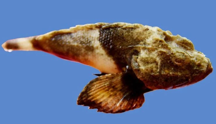 weird news,weird fish,rare poisonous fish,scorpion fish