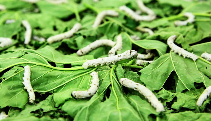 weird food from around the world,weird food,silkworms,malaysia,casu marzu,italy,wasp crackers,japan,chaprah,india,cobra soup,hong kong,hakarl,iceland,century eggs,china