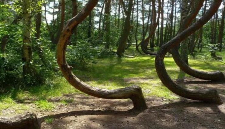 weird news,weird forest,haunted forest,mysterious forest hoia baciu,the bermuda triangle of romania