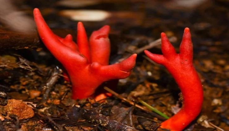 weird news,weird fungus,most deadliest fungus,australia fungus