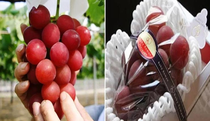 इस अंगूर के गुच्छे की कीमत जान लग सकता है आपको सदमा, आ सकती हैं महंगी कार weird news,weird grapes,red grapes ruby roman,grapes in 7 lakh rupees