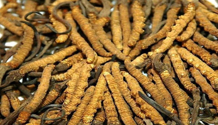 weird news,weird information,himalayan viagra