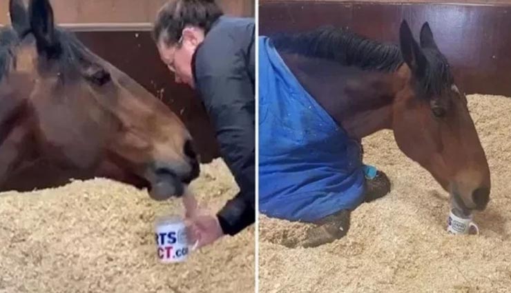 बिना चाय पिए काम की शुरुआत नहीं करता यह घोड़ा, लग चुकी हैं लत 