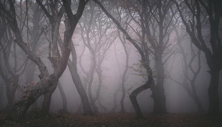 weird news,weird forest,haunted forest,mysterious forest,hoia baciu forest,transylvania forest