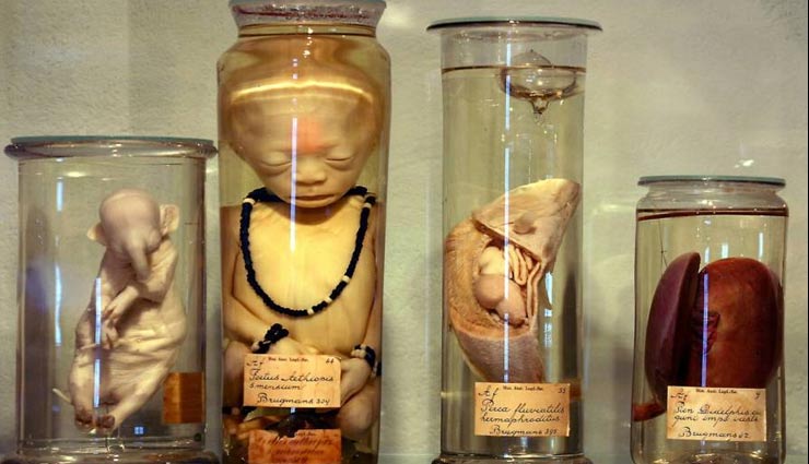 weird museums,weird museums in japan,japan,off beat creativity,hakone open-air museum,aomori museum of art,nima sand museum,omiya bonsai art museum,fujiko f fujio museum