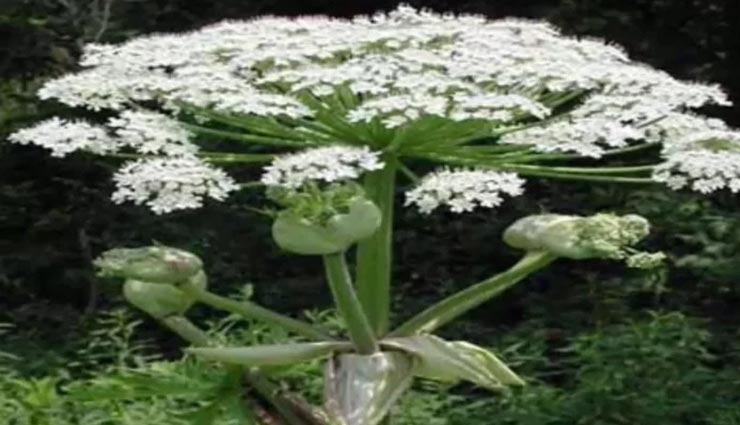 इस पौधे को छूना होगी आपकी बेवकूफी, है दुनिया का सबसे जहरीला पौधा weird news,weird plant,dangerous plant,poisonous plant,killer plant
