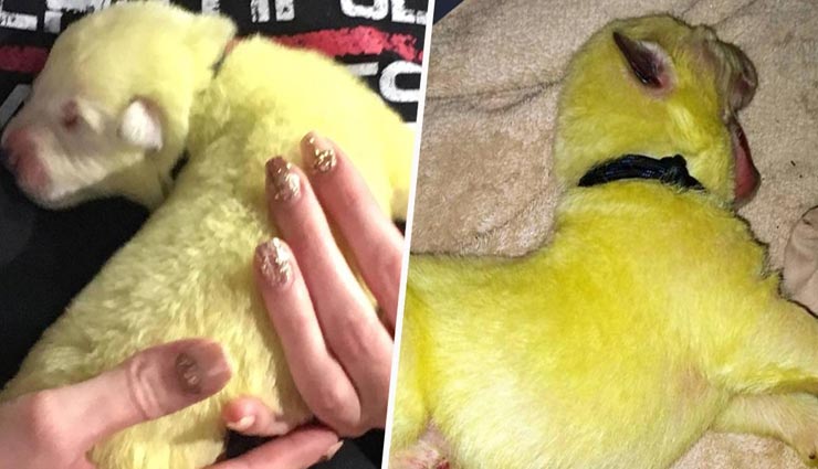 क्या आपने देखा है कभी हरे रंग का पप्पी, वायरल हो रही ये तस्वीरें weird news,weird incident,green puppy,pics viral on social media