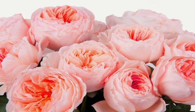 weird news,weird rose,most expensive rose,juliet rose,rose day special,valentine special ,अनोखी खबर, अनोखा गुलाब, सबसे महंगा गुलाब, जूलियट रोज, रोज डे स्पेशल, वैलेंटाइन स्पेशल
