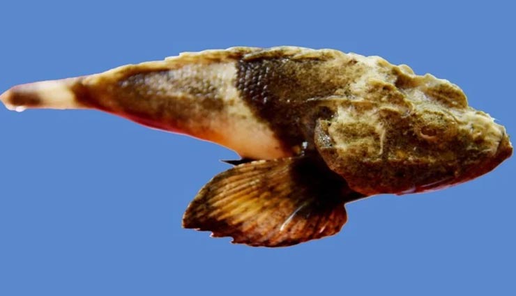 weird news,weird information,weird fidh,colour changing fish,scorpionfish