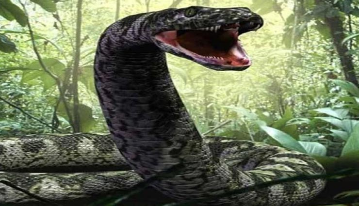 क्या आज भी अमेजन नदी में जिंदा हैं एनाकोंडा से भी बड़े टाइटेनोबोआ सांप? weird news,weird snake,interesting facts,titanoboa snake