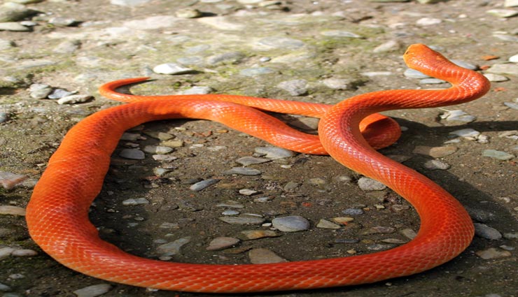 बारिश के बाद निकले इस दुर्लभ सांप की खूबसूरती देख दंग रह गए लोग weird news,weird incident,weird snake,rare snake,red coral kukri snake