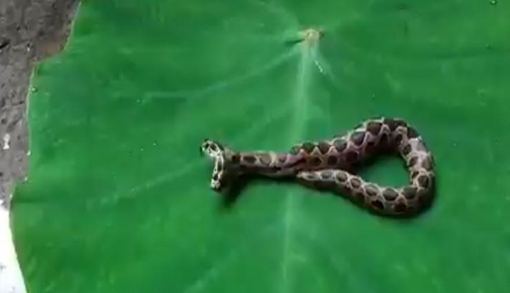 weird news,weird incident,most venomous snake,two headed snake,maharashtra