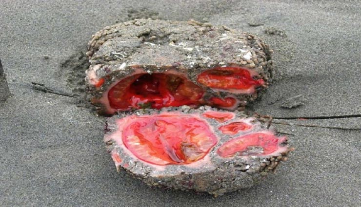 weird news,weird rock,blood in rock,pyura chilensis
