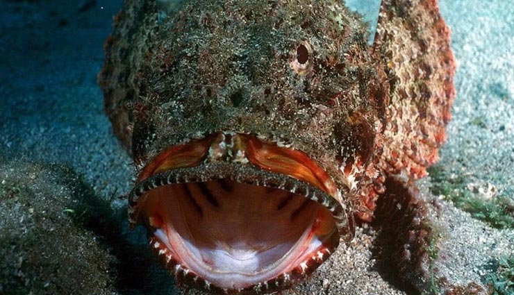 इस जहरीली मछली का जहर पूरे शहर को कर सकता है तबाह, एक बूंद ले सकती है हजारों की जान weird news,weird fish,poisonous stone fish