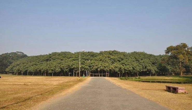 जानें क्यों गिनीज वर्ल्ड रिकॉर्ड में दर्ज है इस बरगद के पेड़ का नाम weird news,weird information,worlds largest banyan tree,guinesse world record