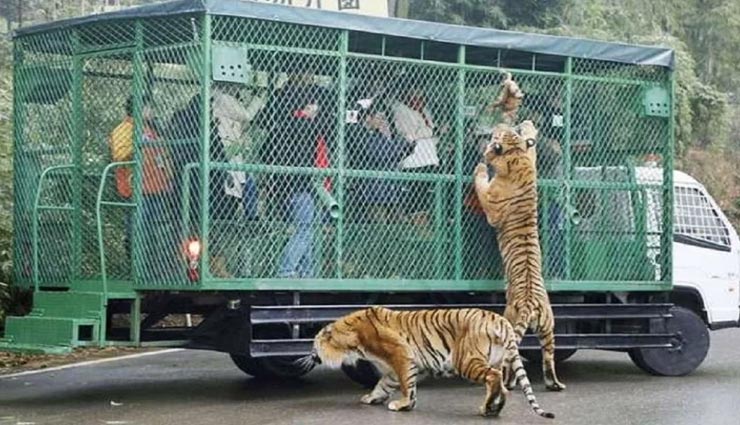 weird news,weird zoo,china zoo,lehe ledu wildlife zoo,dangerous zoo in the world ,अनोखी खबर, अनोखा चिड़ियाघर, लेहे लेदु वाइल्डलाइफ चिड़ियाघर, सबसे खतरनाक चिड़ियाघर, टूरिस्ट को ही पिंजरे में कैद